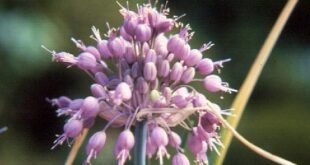 Boncuk Soğanı – Allium sieheanum